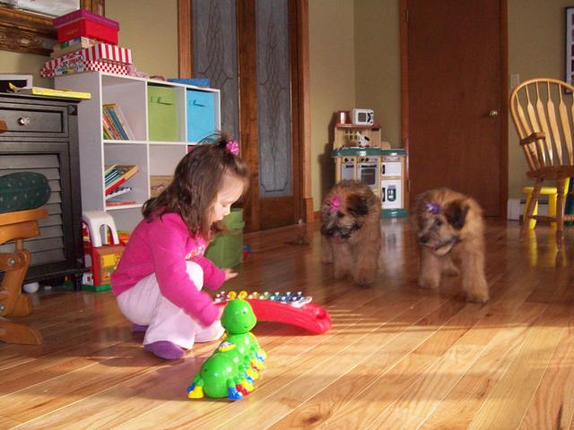 LLC - Soft Coated Wheaten