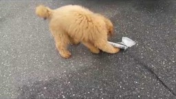 Video of Ginger Fetching the Newspaper!