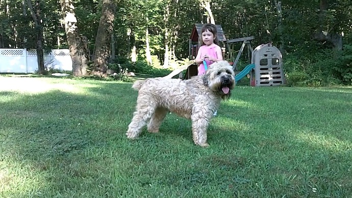 Bosco