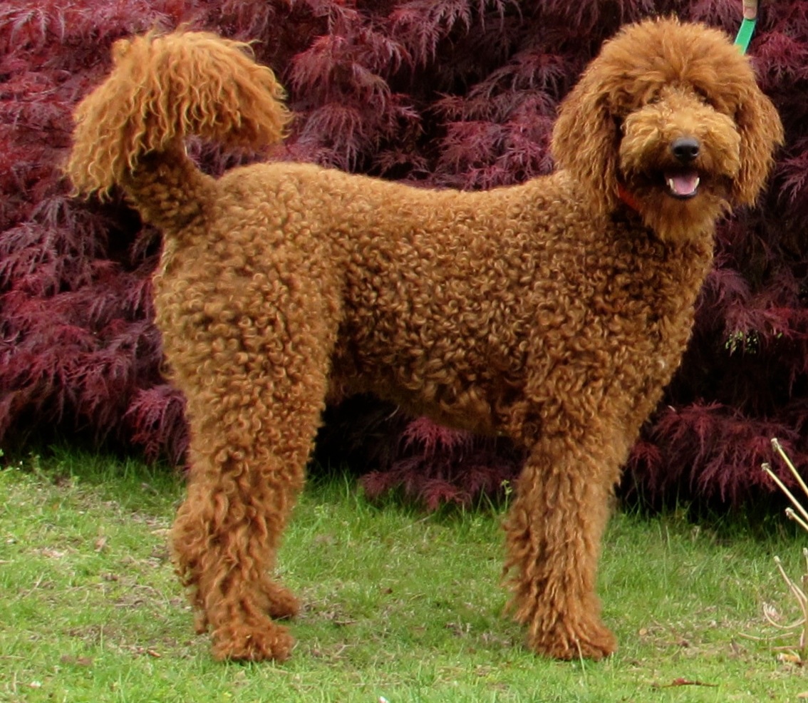 Red standard deals poodle stud