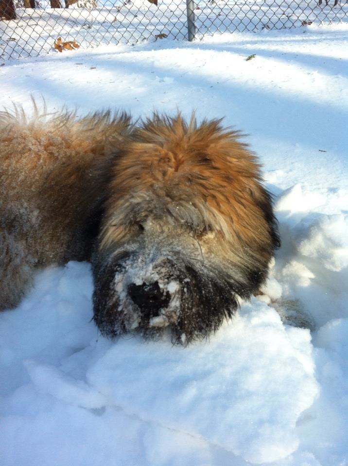 snow leo